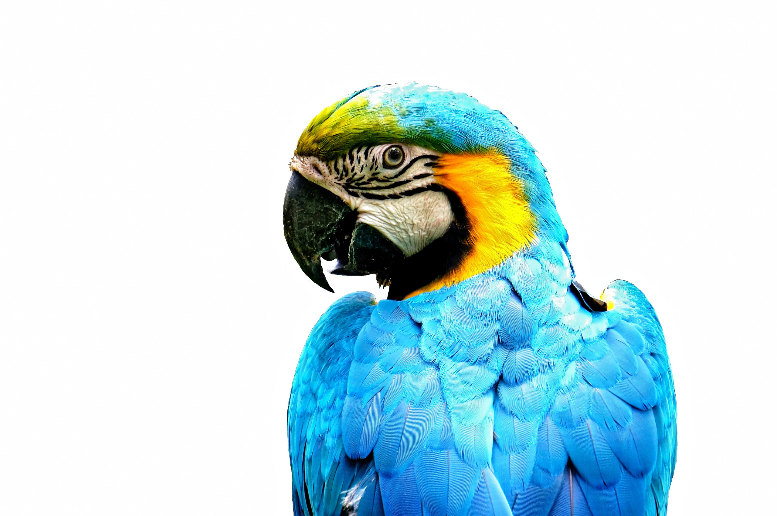parrot-profile